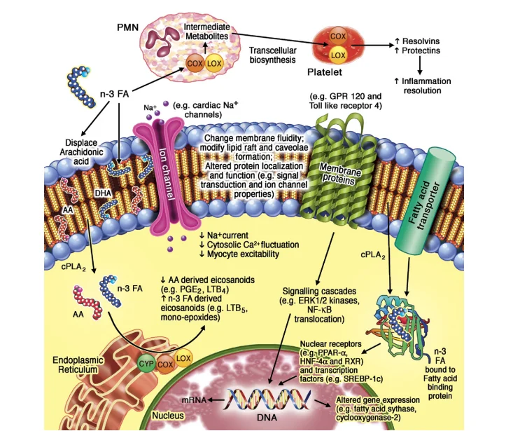 dailybiojuan-riway-stem-cell-visual-4