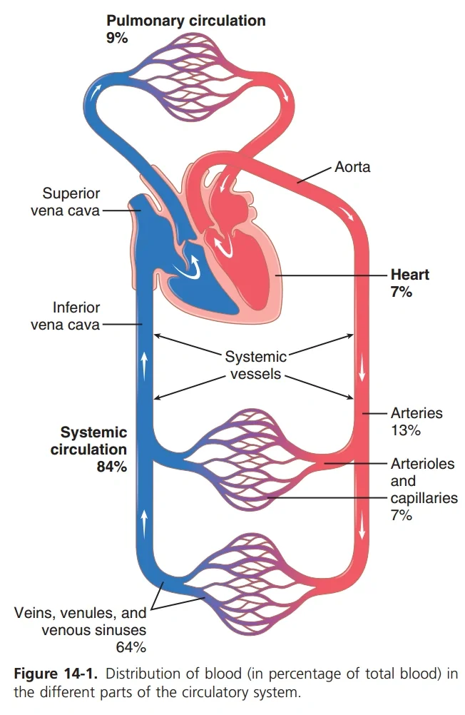 dailybiojuan-poor-things-visual-4